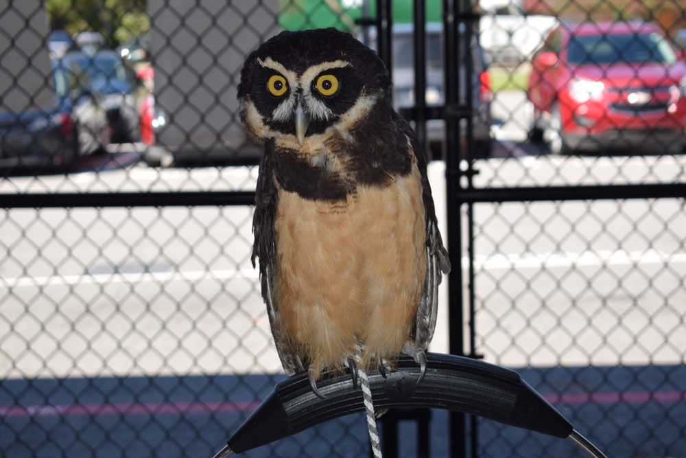 Owl