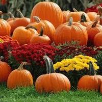 Fall Festival Needs Volunteers