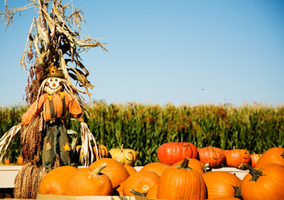 First grade field trip to Schaefer's Pumpkin Patch