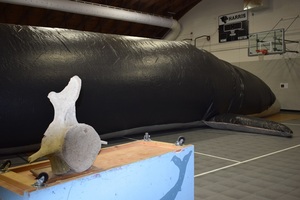 Life Sized Whale Visits Harris Elementary