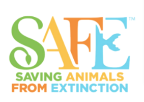 Orangutan SAFE Art Contest: Creatively inspiring conservation